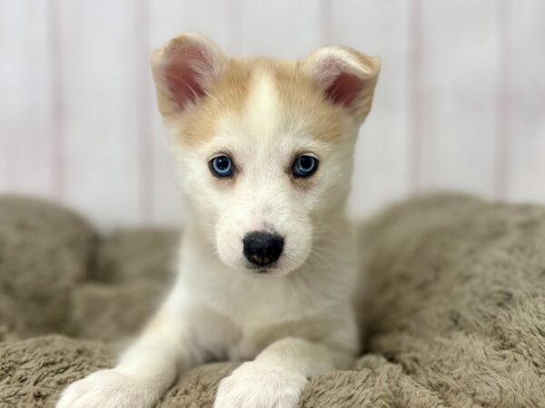 [#29405] Apricot Female F2 Pomsky Puppies For Sale
