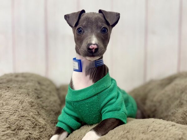 [#29402] Blue Male Italian Greyhound Puppies For Sale