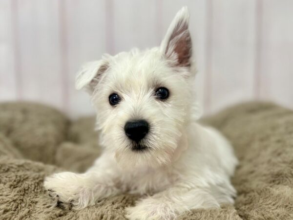 [#29401] White Female West Highland White Terrier Puppies For Sale