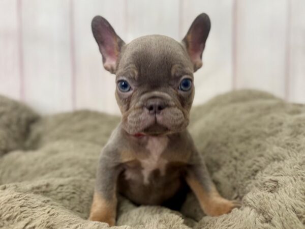 [#29413] Blue and Tan Female French Bulldog Puppies For Sale