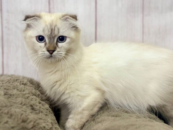 [#29417] Lynx Point Female Scottish Fold Kittens For Sale