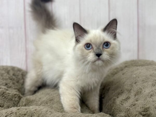 [#29416] Blue Point Female Ragamuffin Kittens For Sale