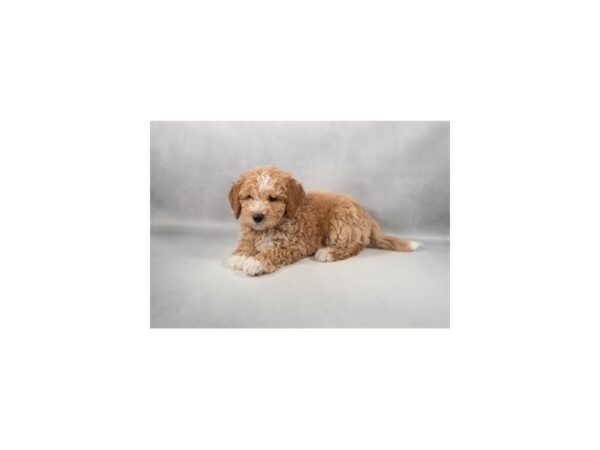 [#29421] Apricot Male Bichon Frise/Poodle Puppies For Sale