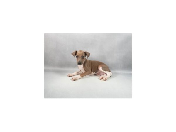 [#29422] Blue Fawn Male Italian Greyhound Puppies For Sale
