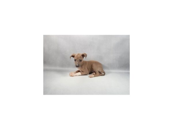 [#29423] Blue Fawn Female Italian Greyhound Puppies For Sale