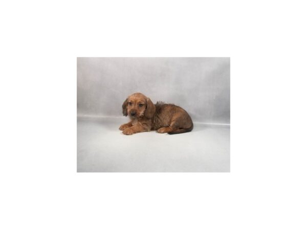 [#29424] Red Female Dachshund Puppies For Sale