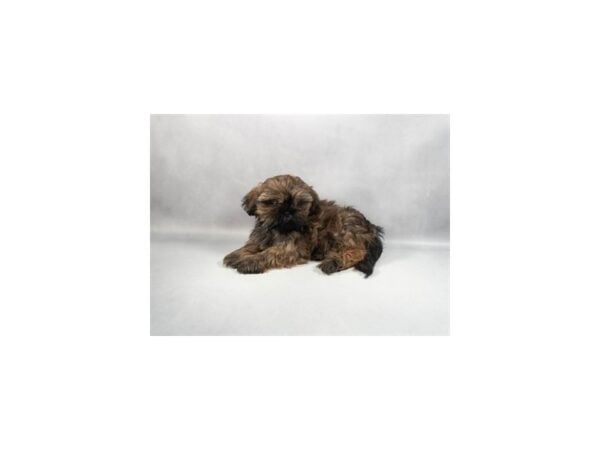 [#29425] Gold Male Shih Tzu Puppies For Sale