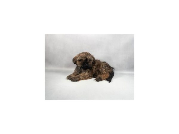 [#29425] Gold Male Shih Tzu Puppies For Sale