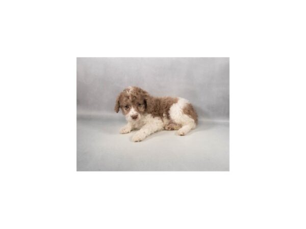[#29426] Red Roan Female F1B Cockapoo Puppies For Sale