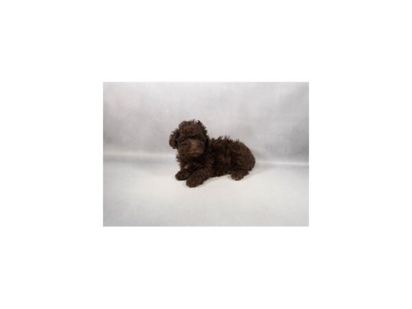 [#29435] Chocolate Male F1B Cockapoo Puppies For Sale