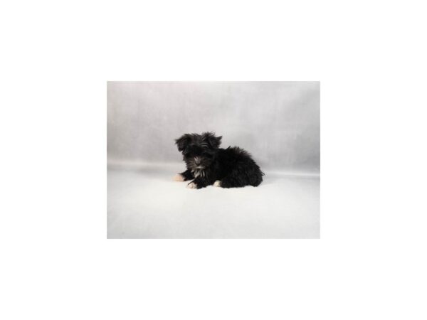 [#29427] Black Female Maltese/Yorkshire Terrier Puppies For Sale