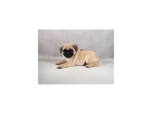 [#29428] Fawn Male Pug Puppies For Sale