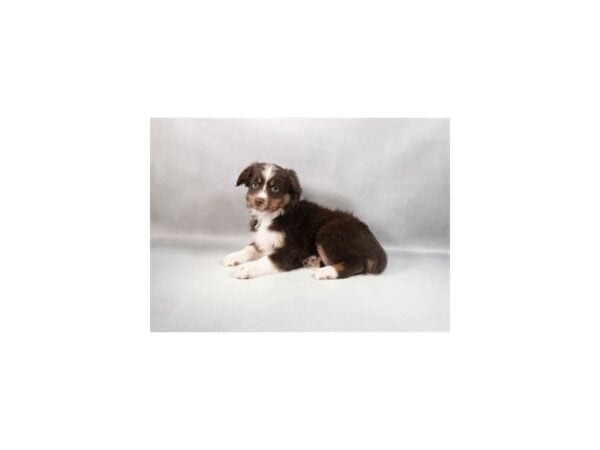 [#29429] Red and White Female Miniature Australian Shepherd Puppies For Sale