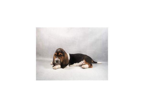 [#29430] Black White and Tan Female Basset Hound Puppies For Sale
