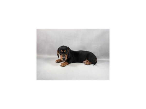 [#29431] Black and Tan Female Dachshund Puppies For Sale