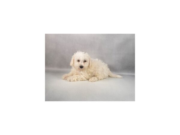 [#29432] White Male Bichon Frise Puppies For Sale