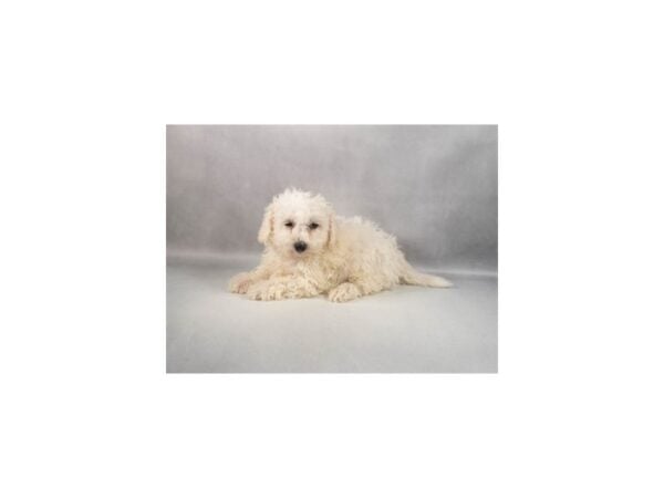 [#29432] White Male Bichon Frise Puppies For Sale