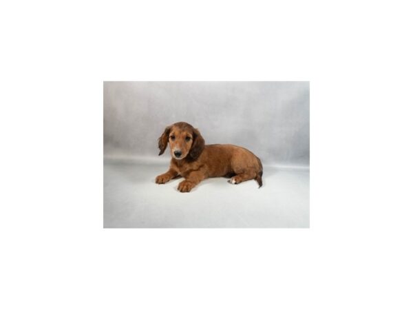 [#29433] Red Female Dachshund Puppies For Sale