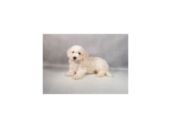 [#29434] White Female Bichon Frise Puppies For Sale
