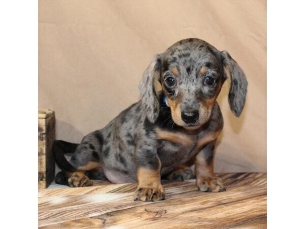 [#29436] Black / Tan Female Dachshund Puppies For Sale