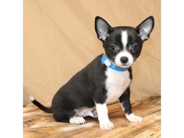 [#29437] Black Male Chihuahua Puppies For Sale
