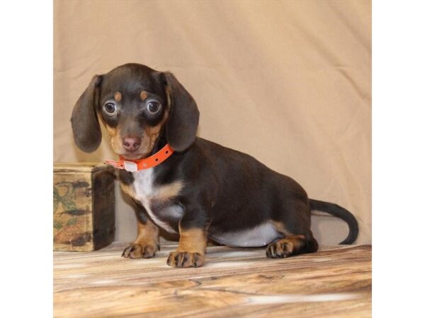 [#29438] Chocolate / Tan Female Dachshund Puppies For Sale