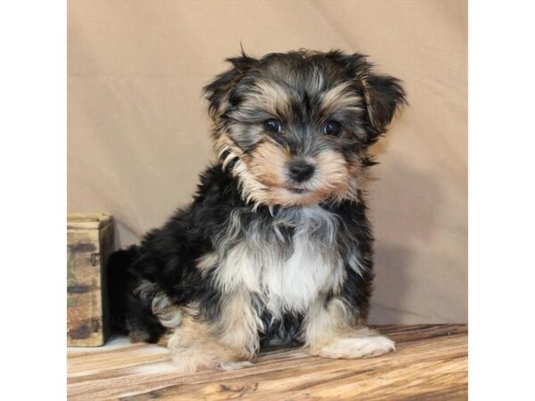 [#29439] Black / Tan Male Maltese/Yorkshire Terrier Puppies For Sale