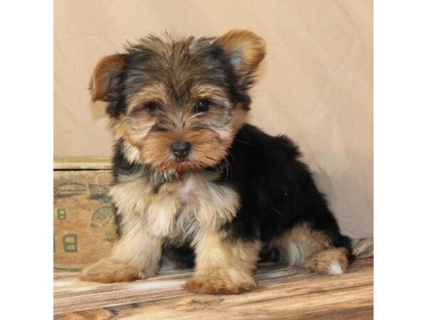 [#29440] Black / Tan Female Yorkshire Terrier Puppies For Sale