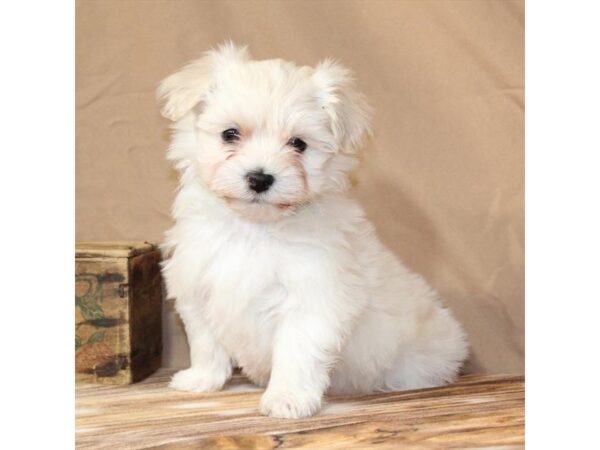 [#29441] Cream Male Havanese Puppies For Sale