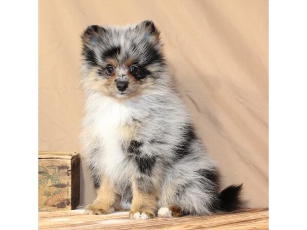 [#29442] Blue Merle / Tan Male Pomeranian Puppies For Sale