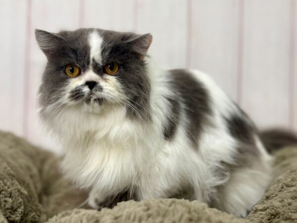 [#29446] BLUE & WHITE Male Persian Kittens For Sale