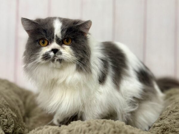 [#29446] BLUE & WHITE Male Persian Kittens For Sale