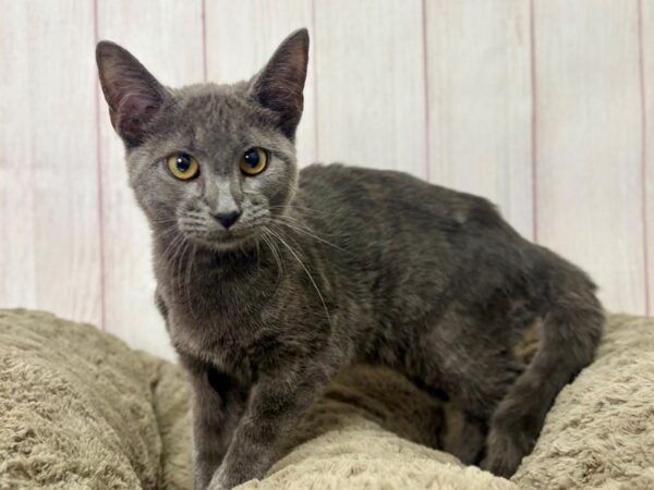 [#29447] Blue Male Tonkinese Kittens For Sale