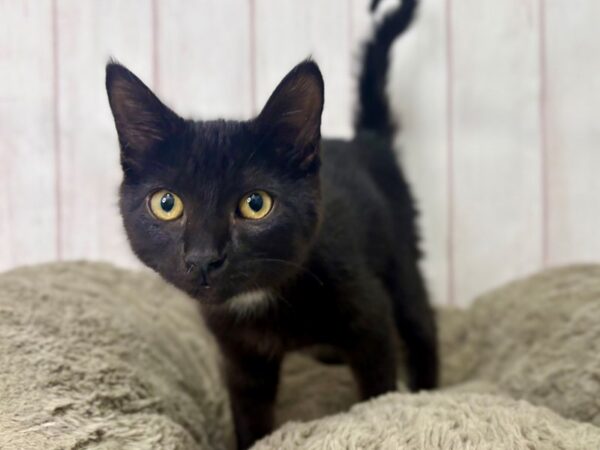 [#29445] Black Male Scottish Fold Kittens For Sale