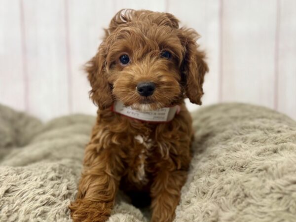 [#29448] Brown Female F1B Cockapoo Puppies For Sale