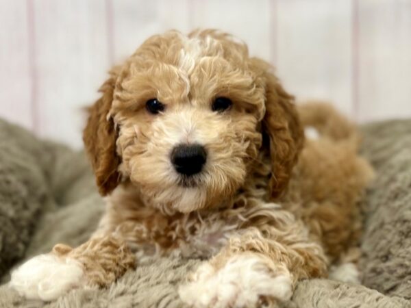 [#29421] Apricot Male Bichon Frise/Poodle Puppies For Sale
