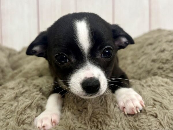 [#29437] Black Male Chihuahua Puppies For Sale