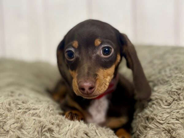 [#29438] Chocolate / Tan Female Dachshund Puppies For Sale