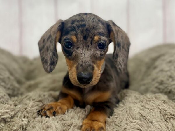[#29436] Black / Tan Female Dachshund Puppies For Sale