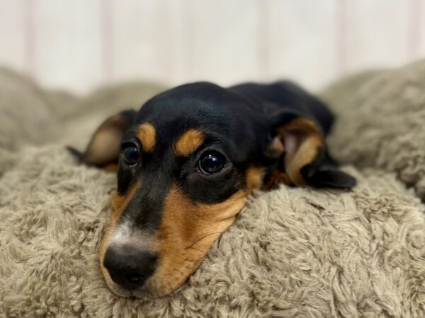 [#29431] Black and Tan Female Dachshund Puppies For Sale