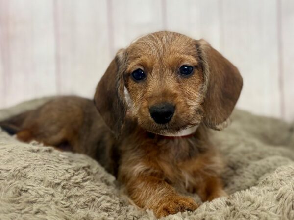 [#29424] Red Female Dachshund Puppies For Sale