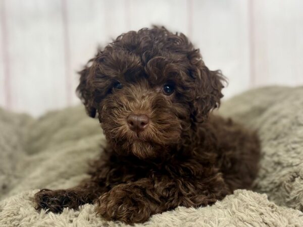 [#29435] Chocolate Male F1B Cockapoo Puppies For Sale