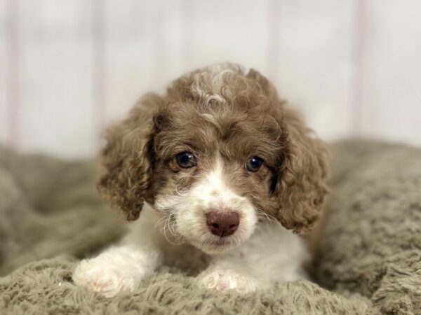 [#29426] Red Roan Female F1B Cockapoo Puppies For Sale
