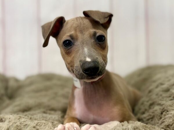 [#29423] Blue Fawn Female Italian Greyhound Puppies For Sale