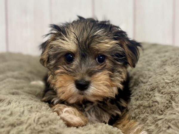 [#29439] Black / Tan Male Maltese/Yorkshire Terrier Puppies For Sale