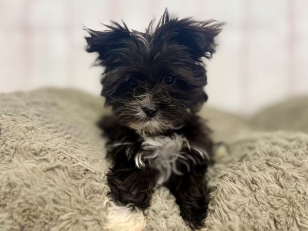 [#29427] Black Female Maltese/Yorkshire Terrier Puppies For Sale