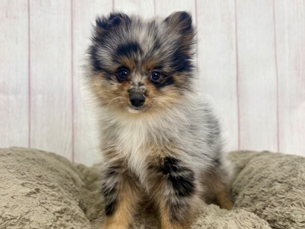 [#29442] Blue Merle / Tan Male Pomeranian Puppies For Sale