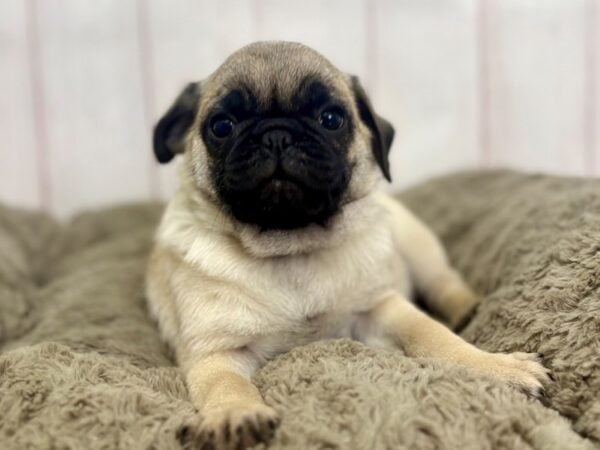 [#29428] Fawn Male Pug Puppies For Sale