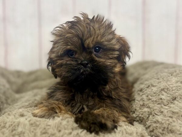 [#29425] Gold Male Shih Tzu Puppies For Sale