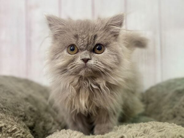 [#29418] Lilac Female Persian Kittens For Sale